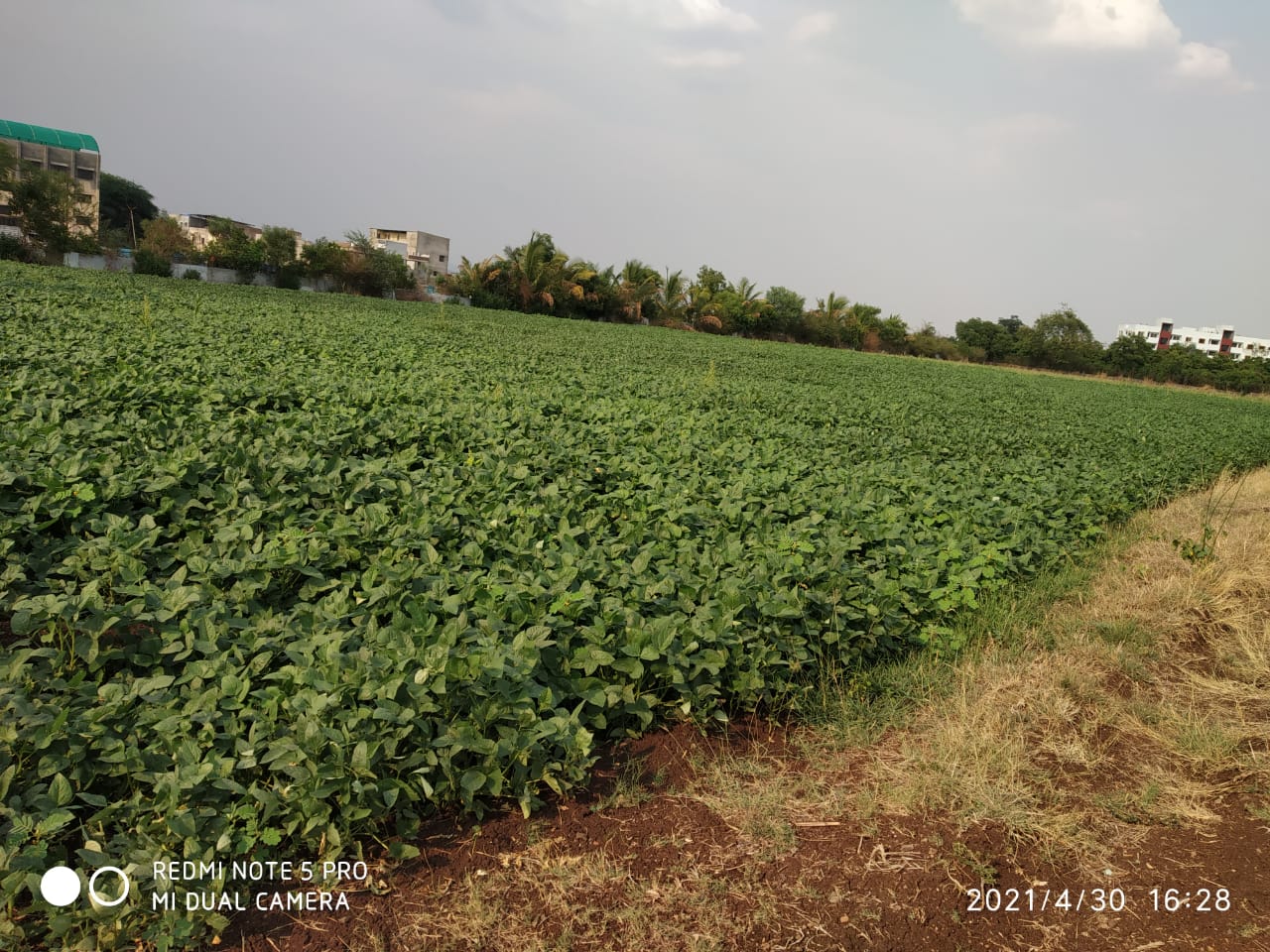 Cow pea plot (2)